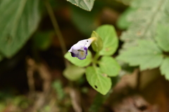 Torenia violacea, photograph Yung-Lun Lin, CC BY, iNaturalist via GBIF