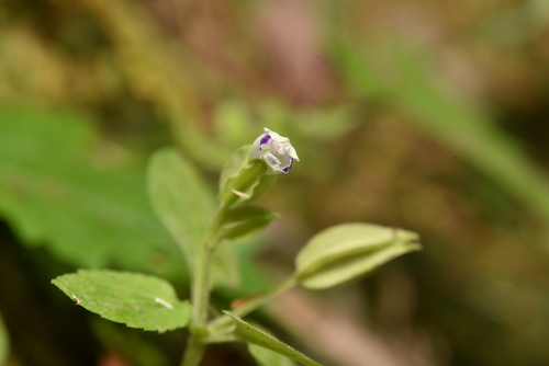 Torenia violacea, photograph 3