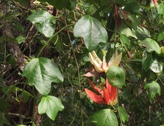 Passiflora aurantia aurantia