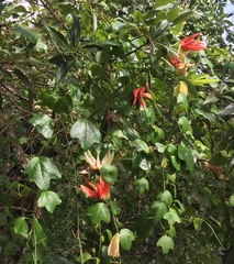 Passiflora aurantia aurantia