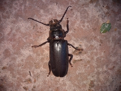 Nothopleurus lobigenis