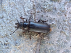 Nothopleurus lobigenis