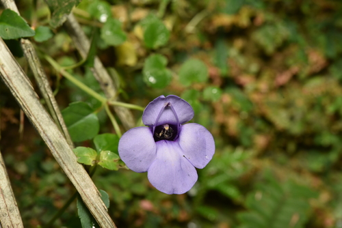 Image of Lesser Torenia (Torenia concolor) by (c) Yung-Lun Lin, some rights reserved (CC BY)
