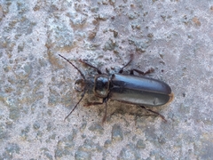 Nothopleurus lobigenis