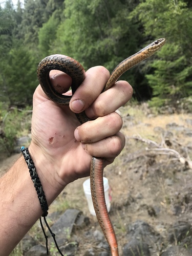 iNaturalist observation photo of Aquatic Garter Snake