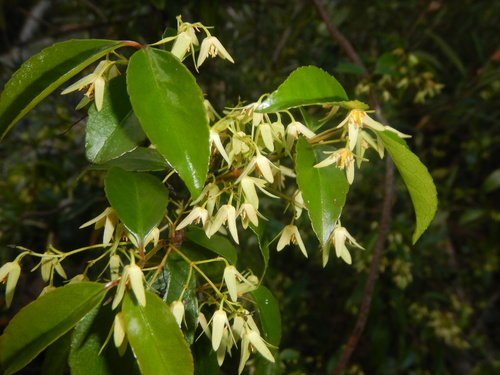 Aphanopetalum resinosum (Aphanopetalum resinosum)