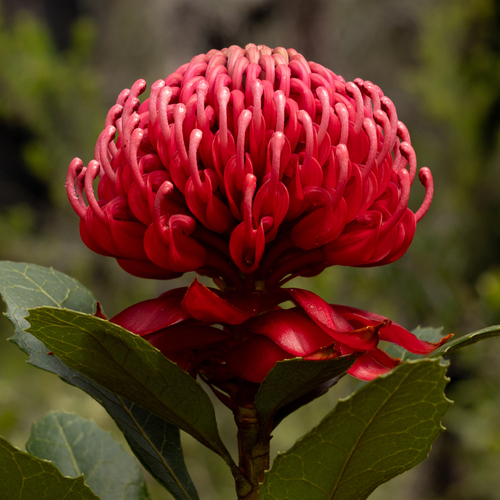 Telopea aspera Crisp & P.H.Weston