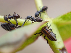 Eurymeloides adspersa