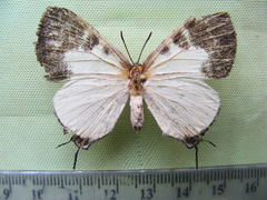 Pseudaletis clymenus