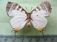 Pseudaletis clymenus