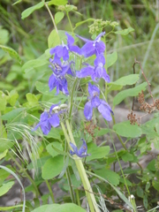 Delphinium bicolor