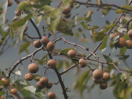 Pyrus pashia (Pyrus pashia)