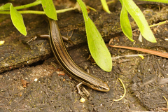 Bold-Striped Cool-Skink photo 3