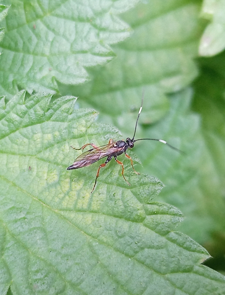 Aoplus defraudator