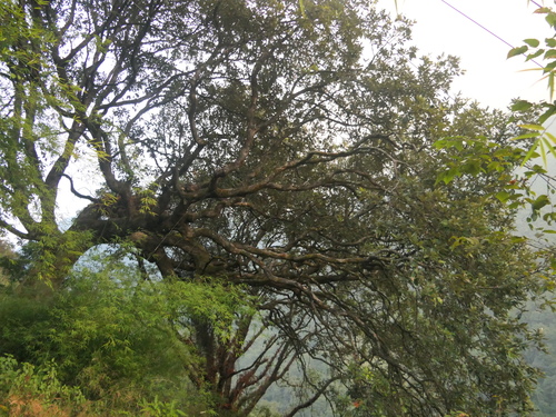 Quercus lanata, photograph 5