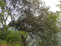 Quercus lanata, photograph (c) Sagnik Dutta Roy, some rights reserved (CC BY)