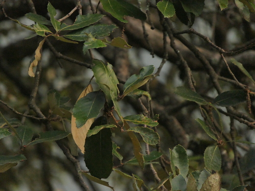 Quercus lanata, photograph 3