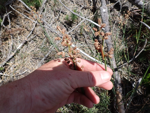 Cannomois parviflora (Cannomois parviflora)