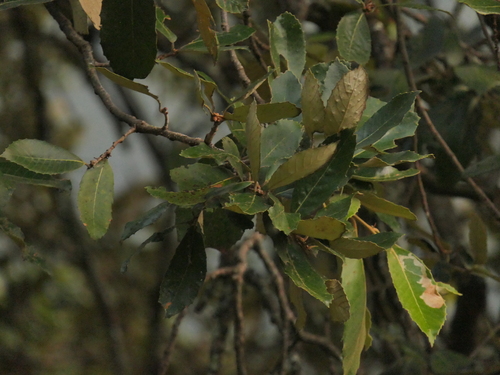 Quercus lanata, photograph 4