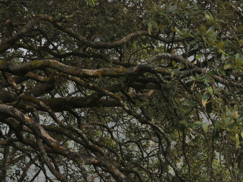 Quercus lanata, photograph 2