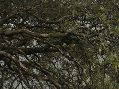 Quercus lanata, photograph (c) Sagnik Dutta Roy, some rights reserved (CC BY)