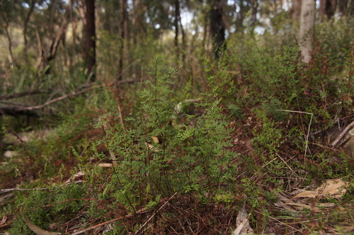 Rock Fern