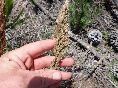 Munnik Fesque (Festuca scabra)