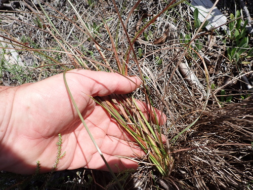 Image of Festuca scabra by (c) Eugene Hahndiek, some rights reserved (CC BY-SA)