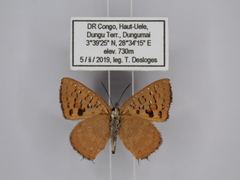 Zeritis neriene