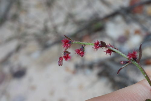 Image of Gonocarpus tetragynus by (c) Thomas Mesaglio, some rights reserved (CC BY)