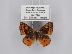 Zeritis neriene