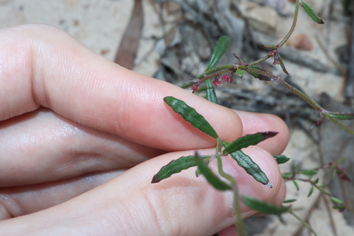Image of Common Raspwort (Gonocarpus tetragynus) by (c) Thomas Mesaglio, some rights reserved (CC BY)