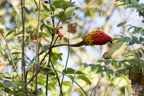 False thorn (Moullava spicata)