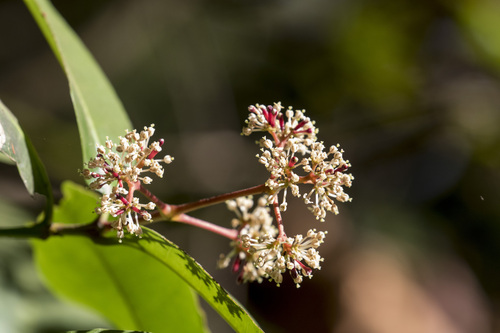 gorbale (Ixora brachiata)