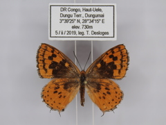 Zeritis neriene