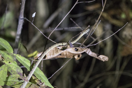 Beddome's Cat Snake, Boiga beddomei