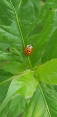 Harmonia axyridis