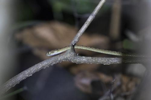 Beddome's Cat Snake