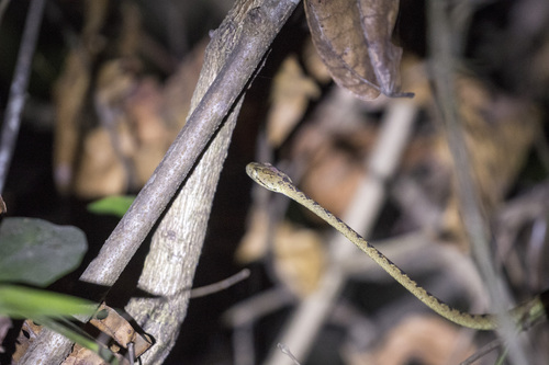 Beddome's Cat Snake