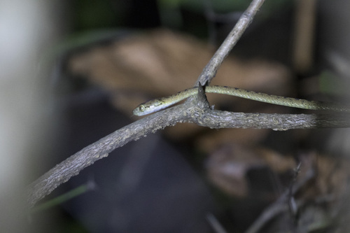 Beddome's Cat Snake