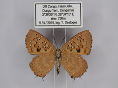 Zeritis neriene