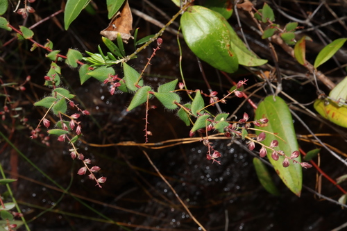 Image of Leucopogon amplexicaulis by (c) Thomas Mesaglio, some rights reserved (CC BY)