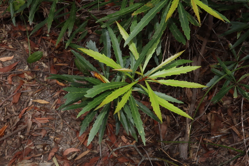 Image of Lomatia myricoides by (c) Thomas Mesaglio, some rights reserved (CC BY)