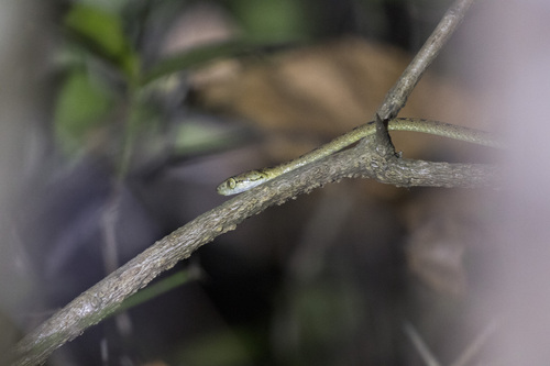 Beddome's Cat Snake