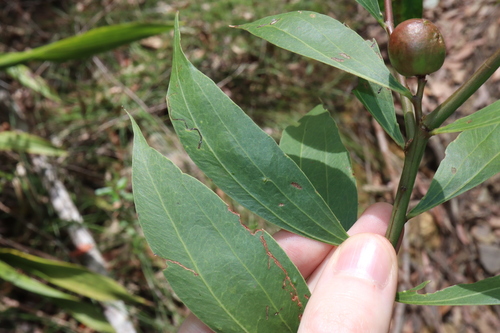 Image of Acacia binervata by (c) Thomas Mesaglio, some rights reserved (CC BY)