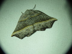 Metanema determinata