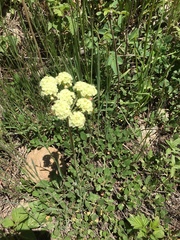Oligogonum