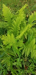 Athyrium