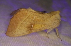 Nadata