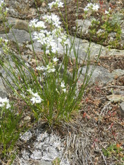 Moehringia lateriflora